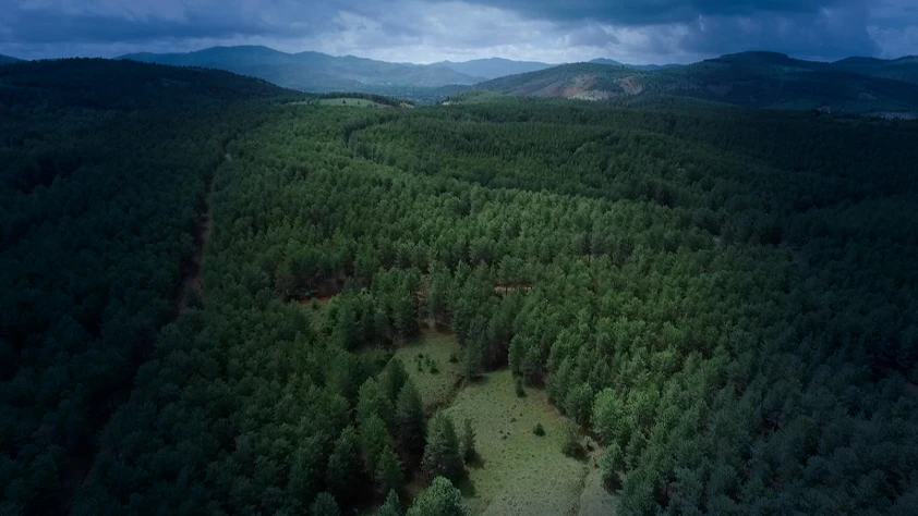 'Yeşil' başarı BM raporunda: Türkiye orman varlığını en çok artıran ülkelerden