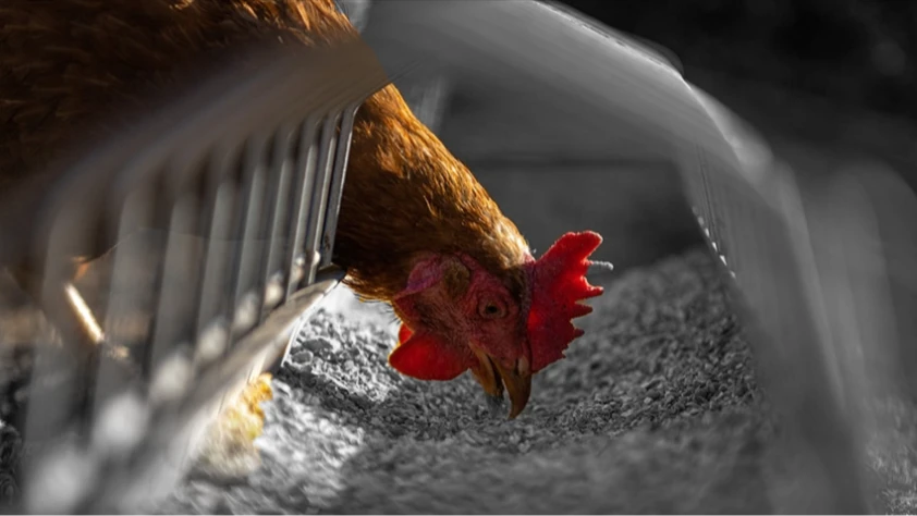 Yumurtacı tavukların kafes standartlarında değişikliğe gidildi: Son tarih 2029