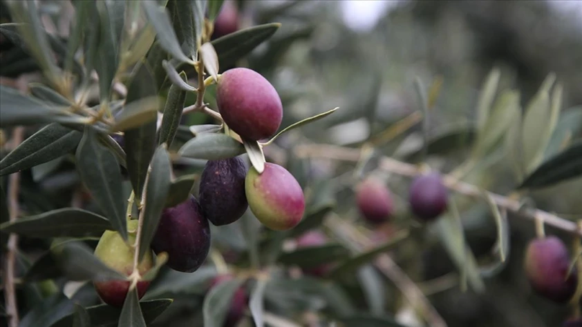 Zeytin bahçeleri devlet desteğiyle kurulan sulama sistemiyle canlanıyor