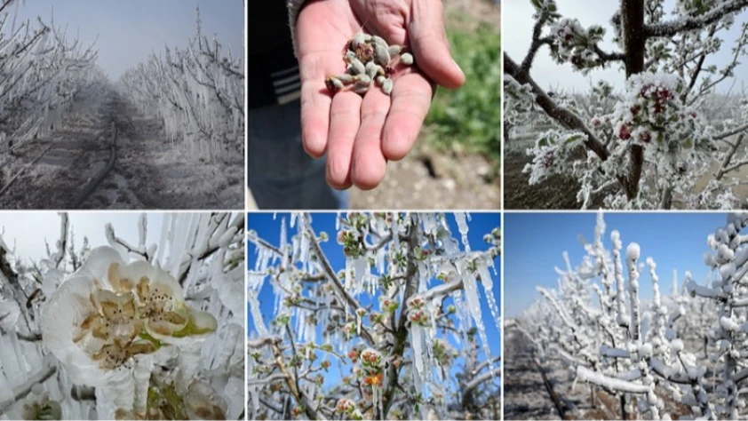 Zirai dondan etkilenen üreticilere yeni destek: 798 milyon lira hesaplara yatırıldı