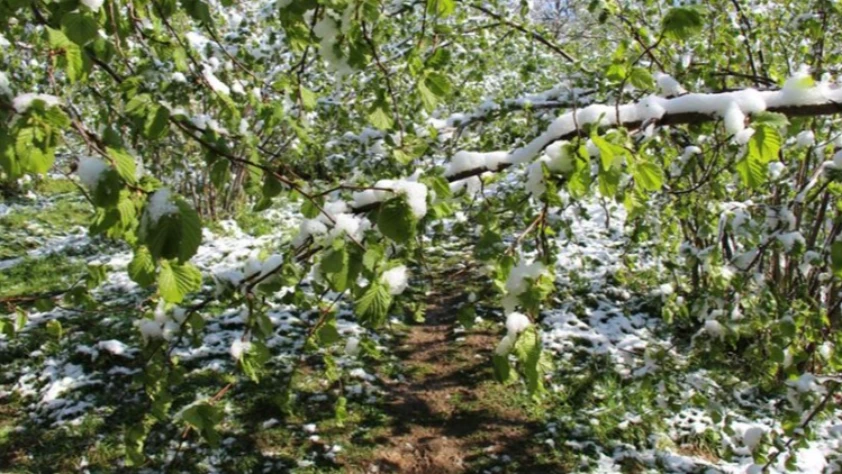 Zirai donun bölge ekonomisine etkileri araştırılacak