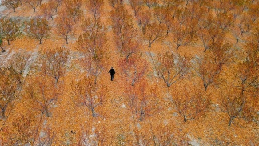 Zirai donun zararı TARSİM tarafından karşılandı: Sigortanın önemi bir kez daha ortaya çıktı
