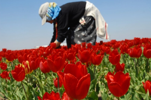 Çiçeği seviyoruz ama pazarı büyütemiyoruz Çiçeği seviyoruz ama pazarı büyütemiyoruz