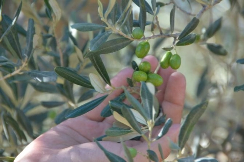 Zeytin budama atıkları ‘organik gübre’ye dönüşüyor Zeytin budama atıkları ‘organik gübre’ye dönüşüyor