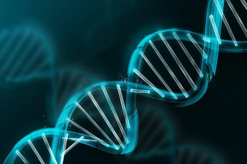 Kromozomların yüzde 70’i DNA’lardan oluşuyor Kromozomların yüzde 70’i DNA’lardan oluşuyor