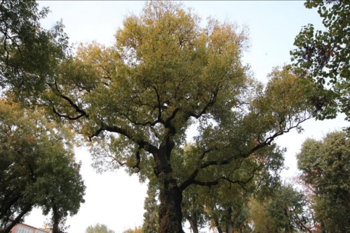 Ancient city's ageless trees Ancient city's ageless trees