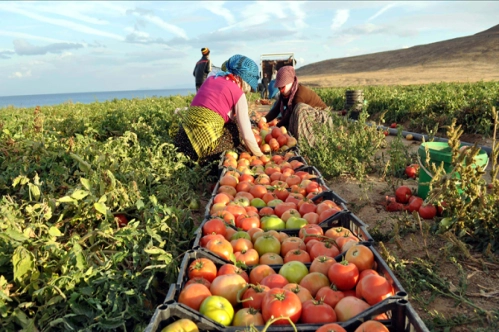 Rusya, tarımda yaptırımları gözden geçirecek Rusya, tarımda yaptırımları gözden geçirecek