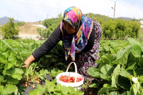Çilek üretimini 6’ya katladı Çilek üretimini 6’ya katladı
