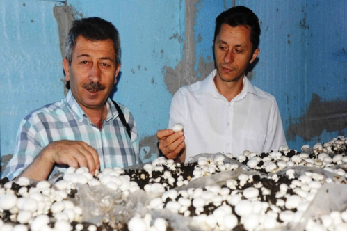 Atıl inşaatı mantar üretim bahçesi yaptılar Atıl inşaatı mantar üretim bahçesi yaptılar