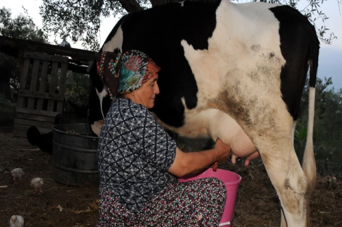 808.5 bin ton süt toplandı 808.5 bin ton süt toplandı