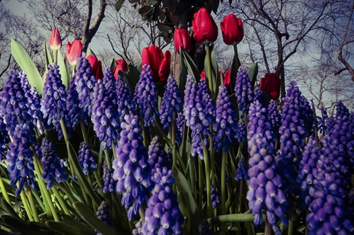 The city where flowers blossom every season ISTANBUL The city where flowers blossom every season ISTANBUL