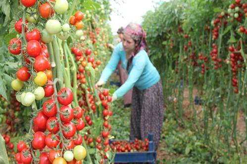 Sebzede tohumun yarısı yerli Sebzede tohumun yarısı yerli