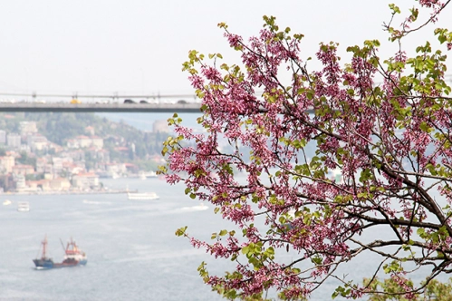 Boğaz’da erguvan zamanı Boğaz’da erguvan zamanı