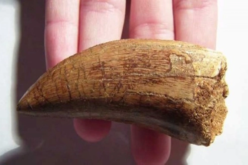 81 milyon yıllık dinozor dişi bulundu 81 milyon yıllık dinozor dişi bulundu