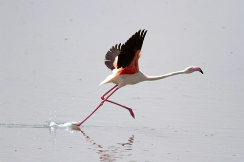 Flamingolardan görsel şölen Flamingolardan görsel şölen