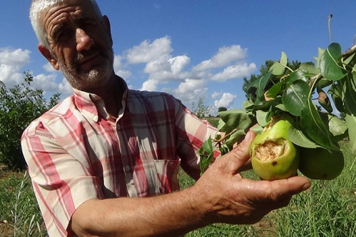 Don ve dolu, tarımda sigortaya yöneltti Don ve dolu, tarımda sigortaya yöneltti