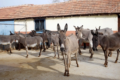 At ve eşeklere kimlik geliyor At ve eşeklere kimlik geliyor