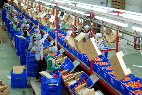 Tarımsal kooperatiflerle sözleşmeli üretim güvenli ticaret Tarımsal kooperatiflerle sözleşmeli üretim güvenli ticaret