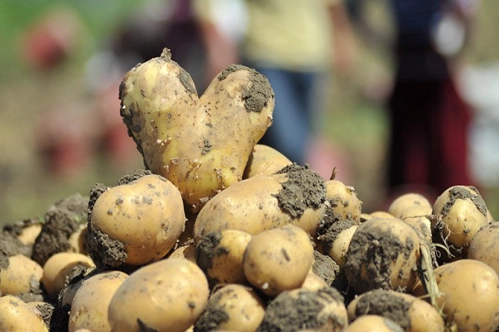 Kuru soğan ve patates ihracatı ön izne bağlandı Kuru soğan ve patates ihracatı ön izne bağlandı