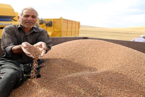 Buğday, arpa ve mısır ithalatında gümrük vergisi sıfırlandı Buğday, arpa ve mısır ithalatında gümrük vergisi sıfırlandı
