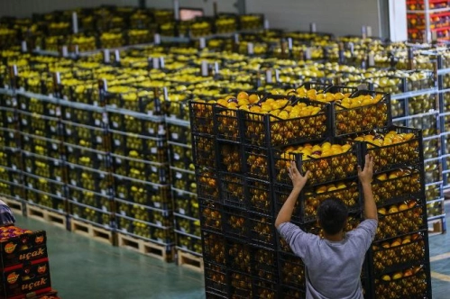 Mandalina ihracatında yeni rekor beklentisi Mandalina ihracatında yeni rekor beklentisi