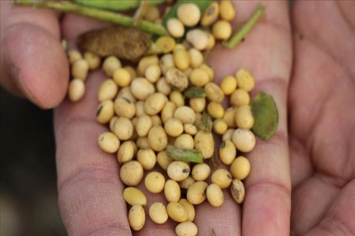 Soya fasülyesi fiyatları 4 yılın en yüksek seviyesinde Soya fasülyesi fiyatları 4 yılın en yüksek seviyesinde