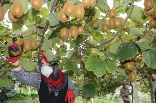 Kırsal kalkınmaya 261 milyon liralık hibe Kırsal kalkınmaya 261 milyon liralık hibe