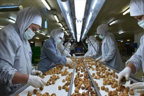 Kuru incirde 1.5 ayda 70 milyon dolarlık ihracat Kuru incirde 1.5 ayda 70 milyon dolarlık ihracat