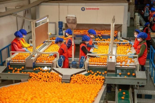 1 ayda 110 milyon dolarlık mandalina ihracatı 1 ayda 110 milyon dolarlık mandalina ihracatı