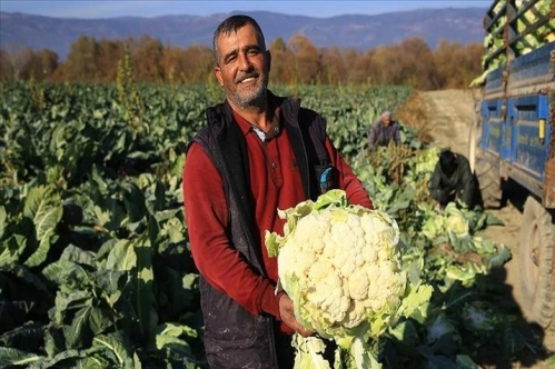 Vitamin deposu karnabahar kalitesi ve fiyatıyla üreticinin yüzünü güldürüyor Vitamin deposu karnabahar kalitesi ve fiyatıyla üreticinin yüzünü güldürüyor