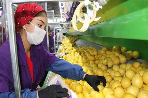 Kovid-19 salgını Lamas limonuna talebi artırdı Kovid-19 salgını Lamas limonuna talebi artırdı