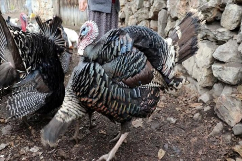 Doğal ortamda yetişen 'Eflani hindisi' yılbaşı sofralarını tatlandıracak Doğal ortamda yetişen 'Eflani hindisi' yılbaşı sofralarını tatlandıracak