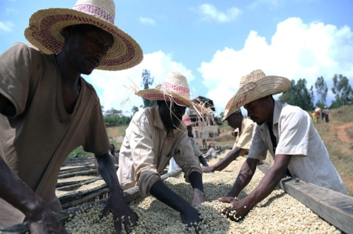 54 ülkeli Afrika’da bu sektörlerde iş var 54 ülkeli Afrika’da bu sektörlerde iş var