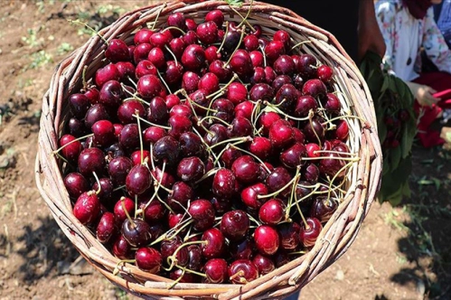 Yurt dışındaki alıcı çiftçiye doğrudan ulaşacak Yurt dışındaki alıcı çiftçiye doğrudan ulaşacak