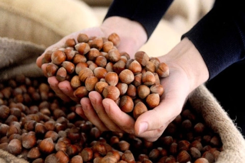Fındıkta sezonluk rekor Fındıkta sezonluk rekor