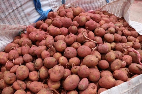 Yerli patates tohumu ‘Onaran 2015’ üreticiye satıldı Yerli patates tohumu ‘Onaran 2015’ üreticiye satıldı