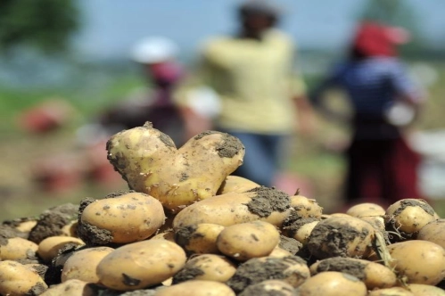Soğan ve patates ihracatında ön izin şartı kalktı Soğan ve patates ihracatında ön izin şartı kalktı
