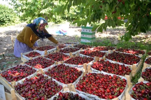 Kirazda sezon bitmeden rekor geldi Kirazda sezon bitmeden rekor geldi