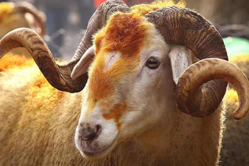 Güvenli kurban kesimi için yeni önlemler Güvenli kurban kesimi için yeni önlemler