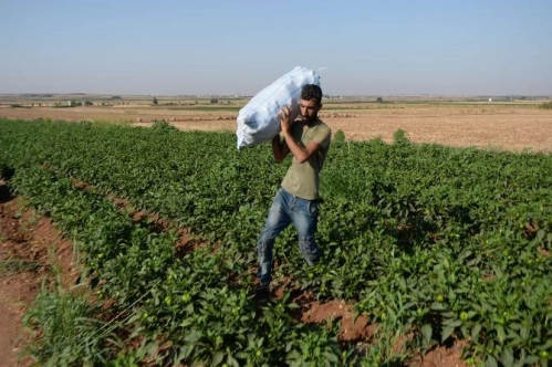 Ferdi, kooperatif ve kooperatif üst kuruluşları kredilerinden faiz alınmayacak Ferdi, kooperatif ve kooperatif üst kuruluşları kredilerinden faiz alınmayacak
