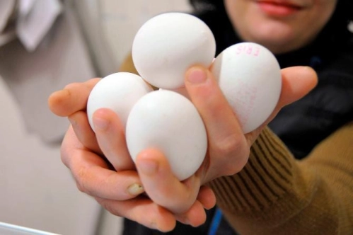 Tavuk yumurtası üretimi haziranda 1.5 milyar adet oldu Tavuk yumurtası üretimi haziranda 1.5 milyar adet oldu