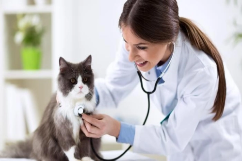 Veteriner tıbbi ürünler yönetmeliği değişti Veteriner tıbbi ürünler yönetmeliği değişti