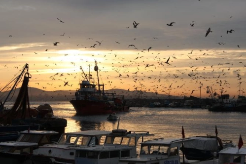 Hamsi avcılığı için kısmi durdurma kararı 28 Ocak'a kadar uzatıldı Hamsi avcılığı için kısmi durdurma kararı 28 Ocak'a kadar uzatıldı