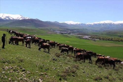 Tarım Kredi'den üreticilere 'faizsiz yem kredisi' Tarım Kredi'den üreticilere 'faizsiz yem kredisi'