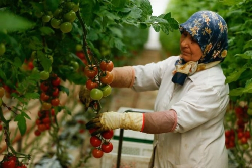 Rusya domates kotasını artırdı Rusya domates kotasını artırdı