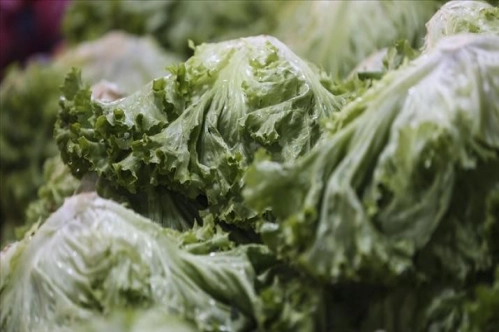 Eylülde en çok kıvırcık salata fiyatı arttı Eylülde en çok kıvırcık salata fiyatı arttı