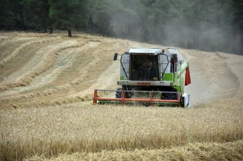 Çiftçiye buğday, arpa, çavdar, yulaf ve tritikale için dekar başına 42 lira destek Çiftçiye buğday, arpa, çavdar, yulaf ve tritikale için dekar başına 42 lira destek