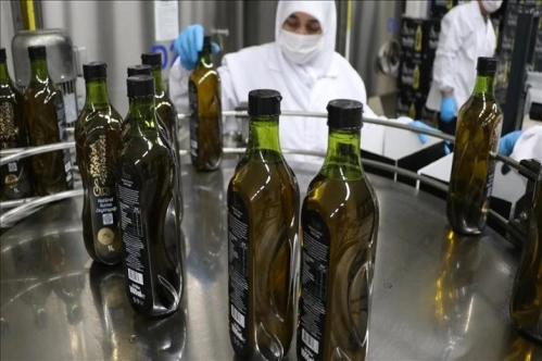 Zeytin ve zeytinyağına en fazla talep ABD'den geldi Zeytin ve zeytinyağına en fazla talep ABD'den geldi