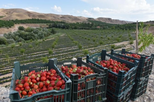 Kırsal kalkınma desteğine kolay erişim Kırsal kalkınma desteğine kolay erişim