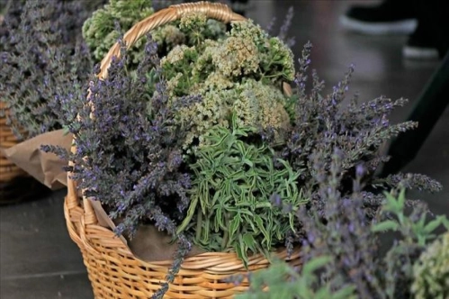 Bilinçli tarımla üretilen tıbbi ve aromatik bitkiler çiftçiye gelir sağlayacak Bilinçli tarımla üretilen tıbbi ve aromatik bitkiler çiftçiye gelir sağlayacak